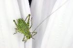 Juvenile Bush Cricket on Osteospermum