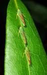 Scarlet and Green Leafhoppers